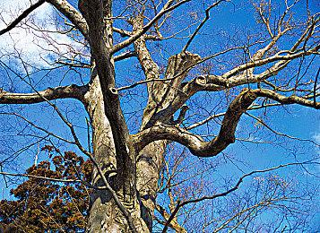 《星空》下轮更新5月15日上线 XSX将加入60帧模式